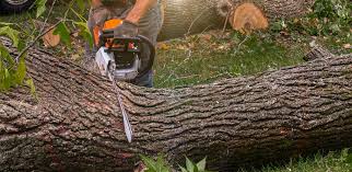 Best Tree Mulching  in Point Pleasant Beach, NJ